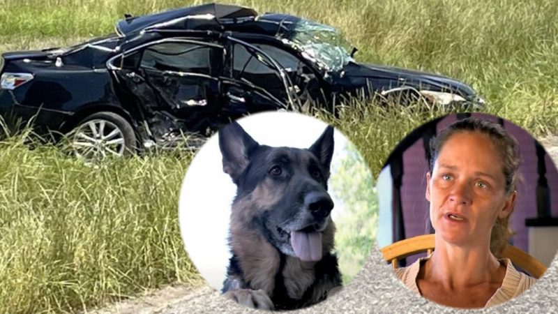 Homeless Dog Rescues Dying Woman in Car Crash, Becomes Her Hero (VIDEO Story)