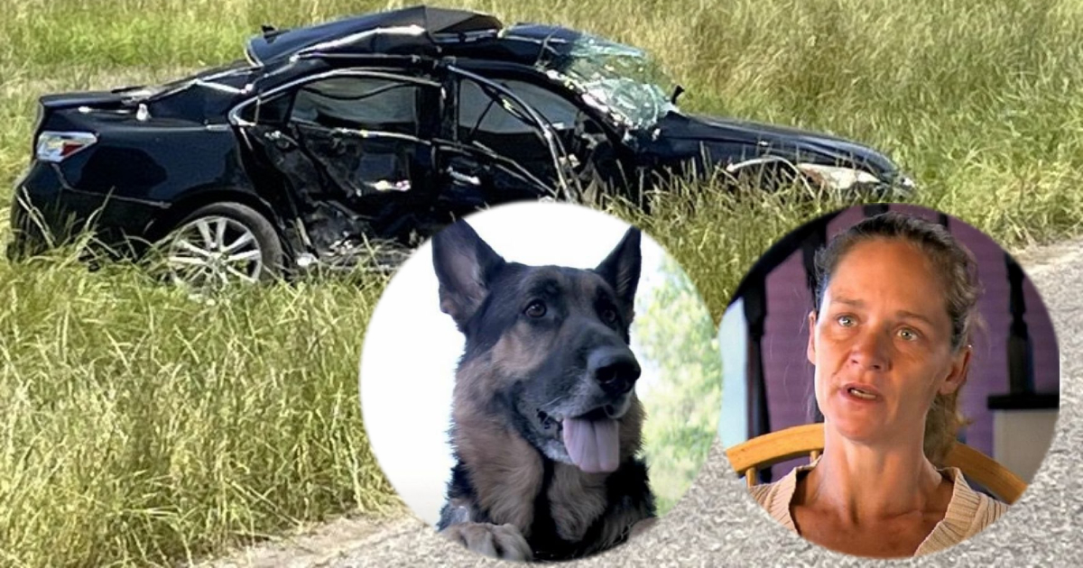 Homeless Dog Rescues Dying Woman in Car Crash, Becomes Her Hero (VIDEO Story)