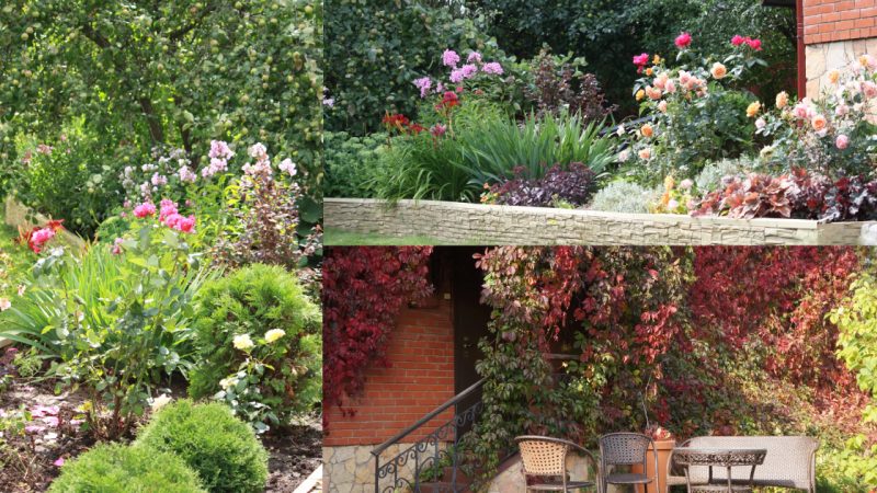 How Irina Demchuk’s Suburban Garden Transformed