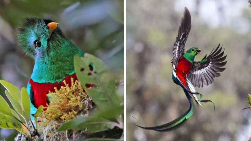 Incredible Bird Species That Captivate the Eye!