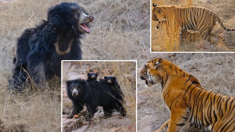 Incredible Moment: Mother Bear Fearlessly Protects Cubs from Two Bengal Tigers