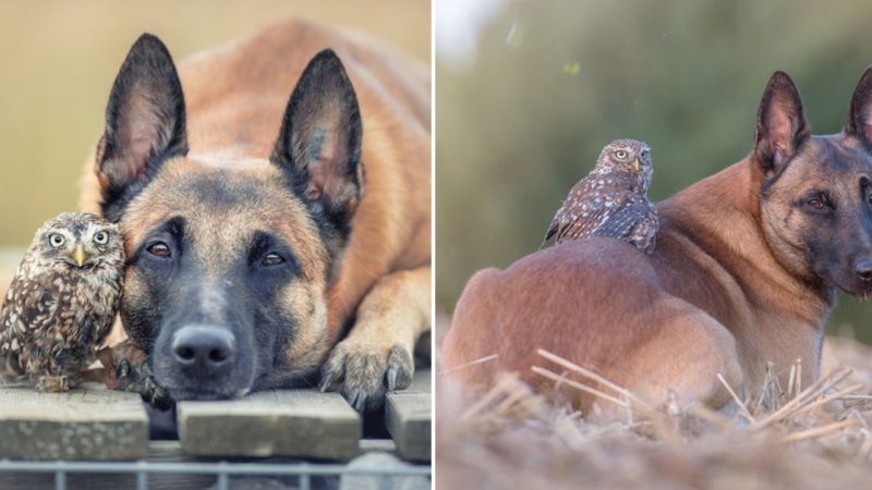 Incredible Touching Photos by Tania Brandt Depicting the Friendship between an Owl and a Dog