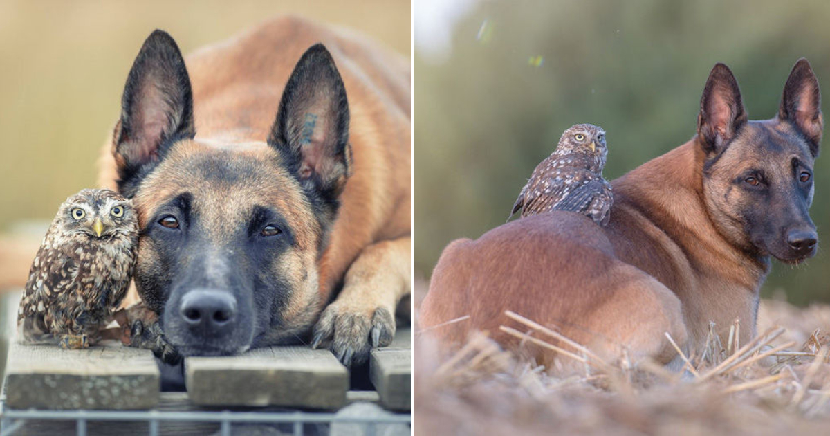 Incredible Touching Photos by Tania Brandt Depicting the Friendship between an Owl and a Dog