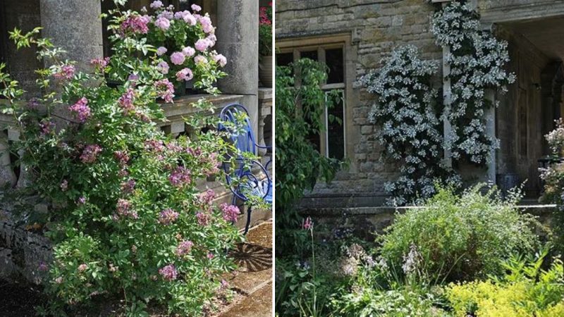 Kiftsgate Court: The Garden Where England’s Largest Rose Grows