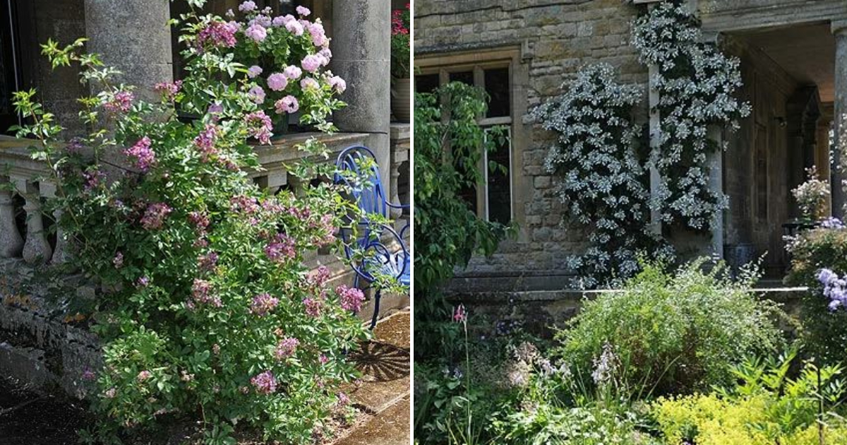 Kiftsgate Court: The Garden Where England’s Largest Rose Grows