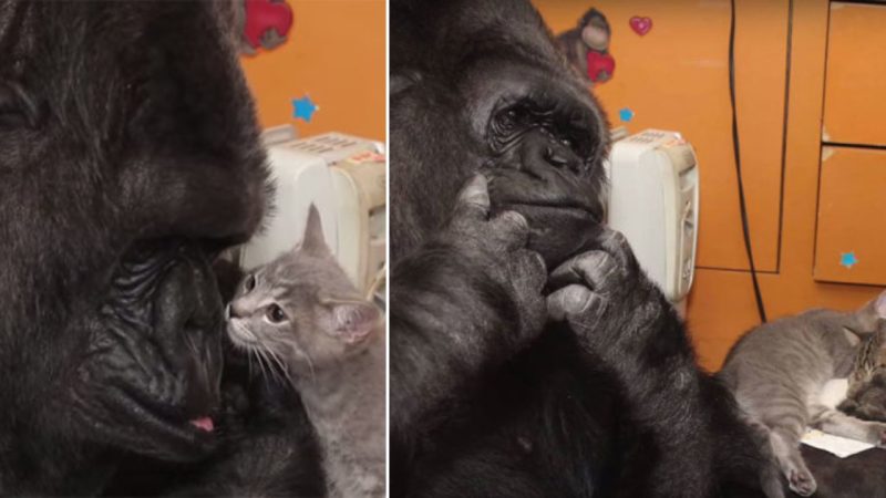 Koko the Gorilla’s Heartwarming Adoption of Two Baby Kittens