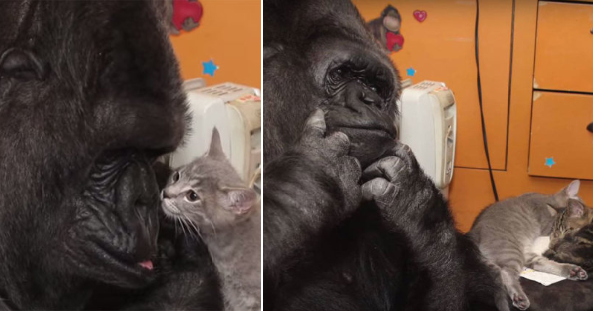 Koko the Gorilla’s Heartwarming Adoption of Two Baby Kittens