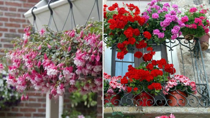 Let’s Decorate Balconies: Low-Maintenance Flowers That Will Thrive There