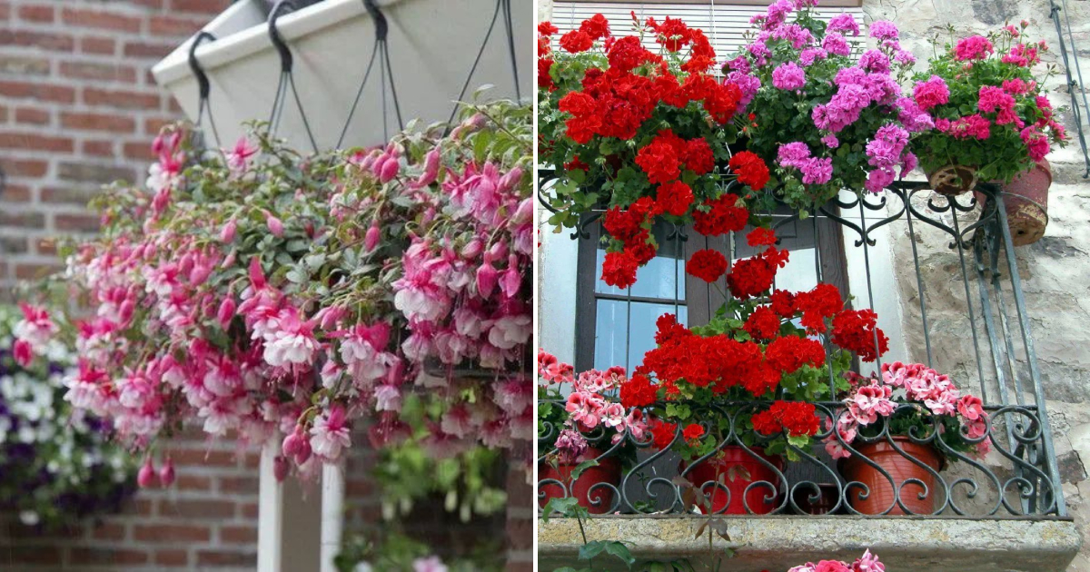 Let’s Decorate Balconies: Low-Maintenance Flowers That Will Thrive There