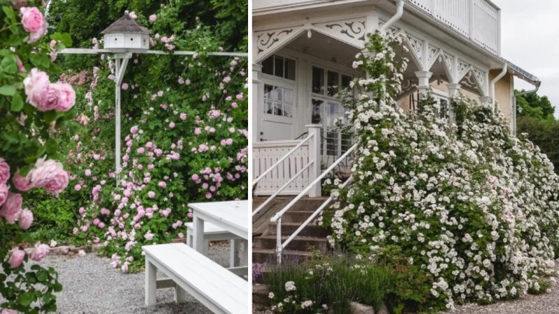 Magical Pink Garden Of A Swedish Home