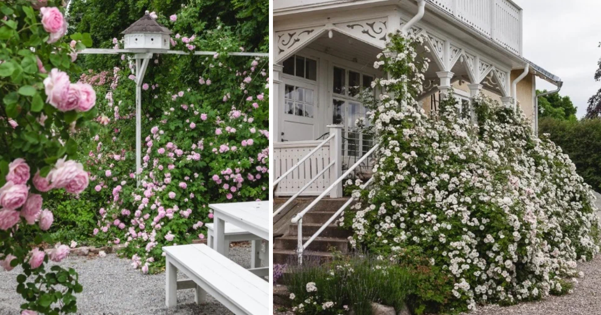 Magical Pink Garden Of A Swedish Home