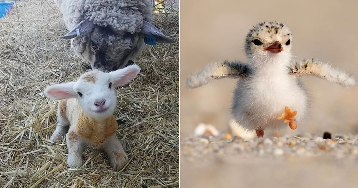 Melting Moments with the Adorableness of Animals