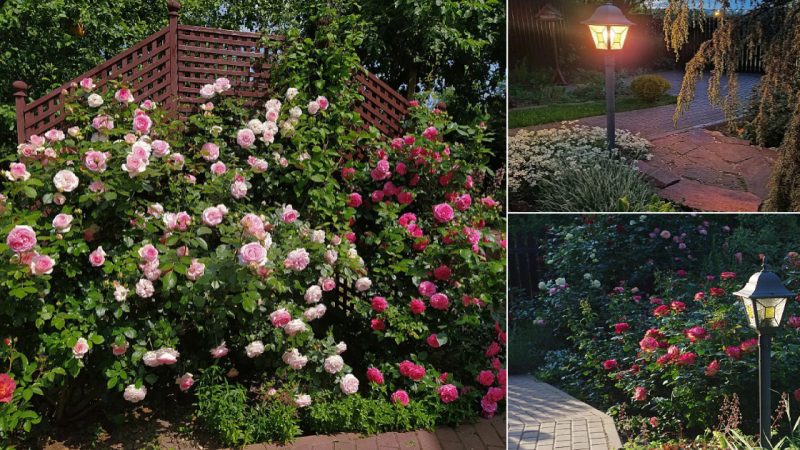 Olga Losik’s Beautiful Garden in the South of Moscow Region