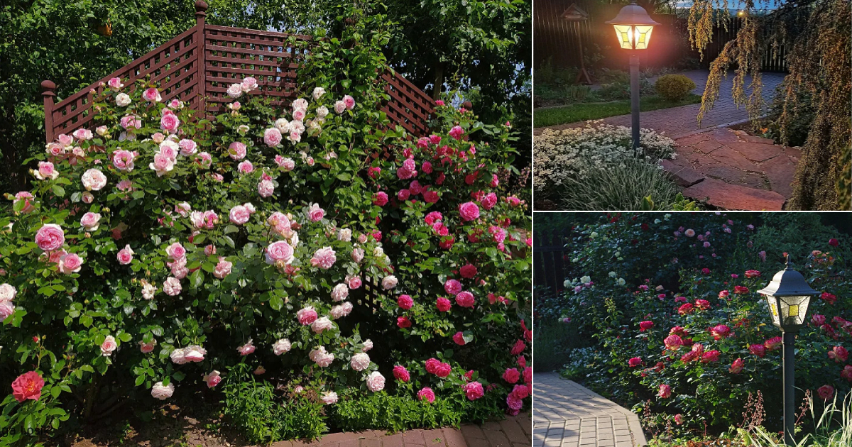 Olga Losik’s Beautiful Garden in the South of Moscow Region
