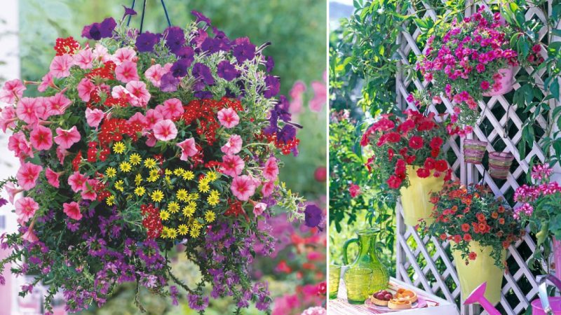 Petunias: Exquisite Floral Additions to Enhance Landscape Beauty