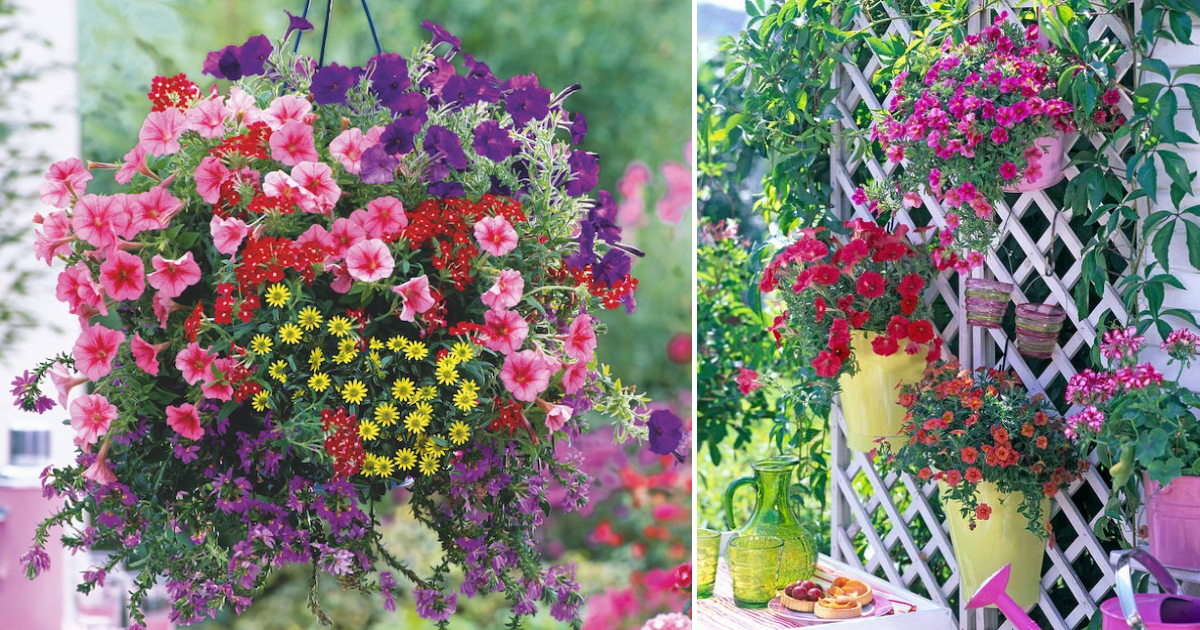 Petunias: Exquisite Floral Additions to Enhance Landscape Beauty