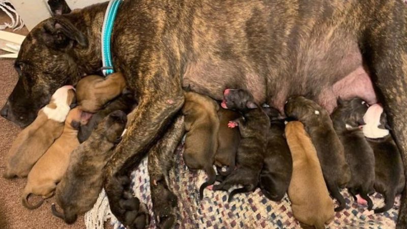 Pregnant Mother Dog Lost and Malnourished, Cared for by a Woman Until She Gives Birth to 15 Puppies