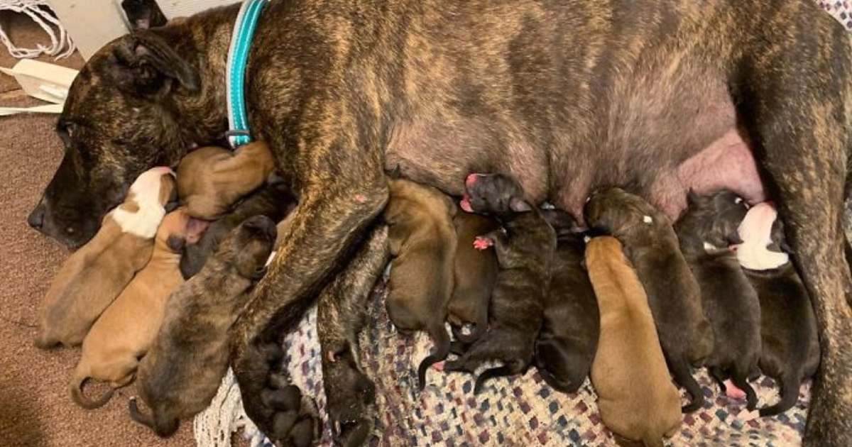 Pregnant Mother Dog Lost and Malnourished, Cared for by a Woman Until She Gives Birth to 15 Puppies