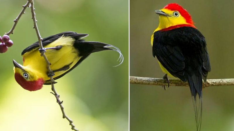 Radiant Feathers: Exploring the Enchanting Plumage of the Wire-tailed Manakin