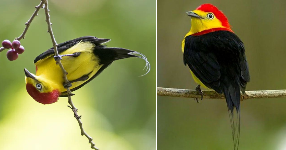 Radiant Feathers: Exploring the Enchanting Plumage of the Wire-tailed Manakin