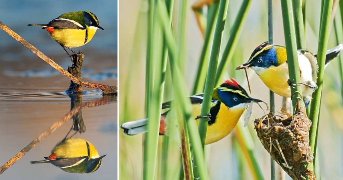 Rainbow Delight: The Brilliant Colors of the Multi-Colored Rush Tyrant