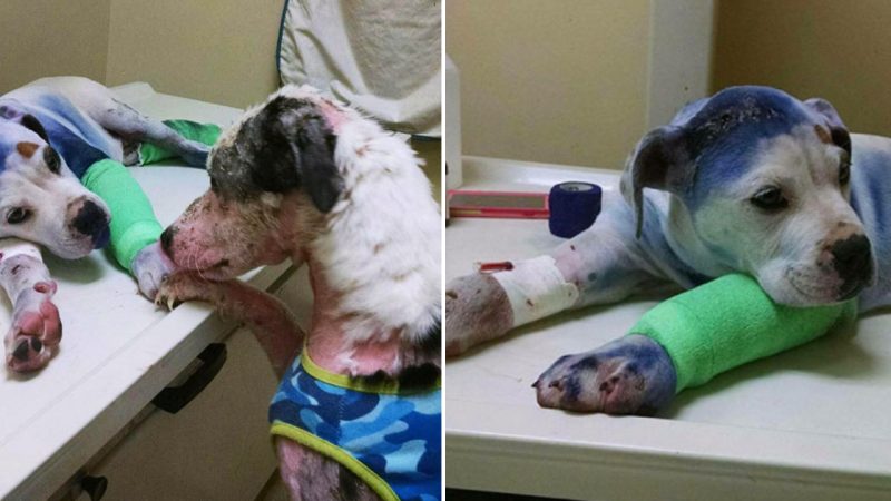 Rescue Dog Comforts His Injured Friend , Who Has Endured Similar Suffering