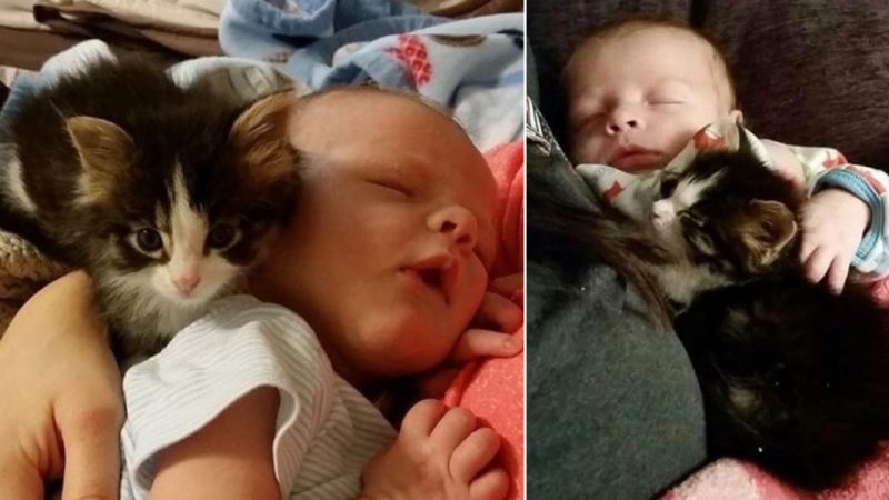 Rescued Cat Takes Care of Baby