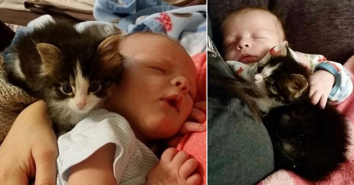 Rescued Cat Takes Care of Baby