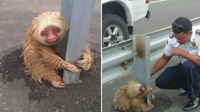 Rescuing a Fearful, Adorable Sloth: A Police Officer’s Act of Kindness on a Busy Road