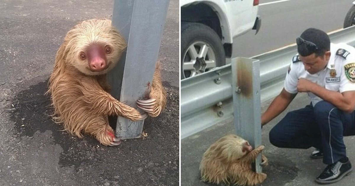 Rescuing a Fearful, Adorable Sloth: A Police Officer’s Act of Kindness on a Busy Road
