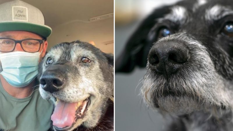 Rescuing an Old Dog from the Shelter to Prevent a Lonely Passing