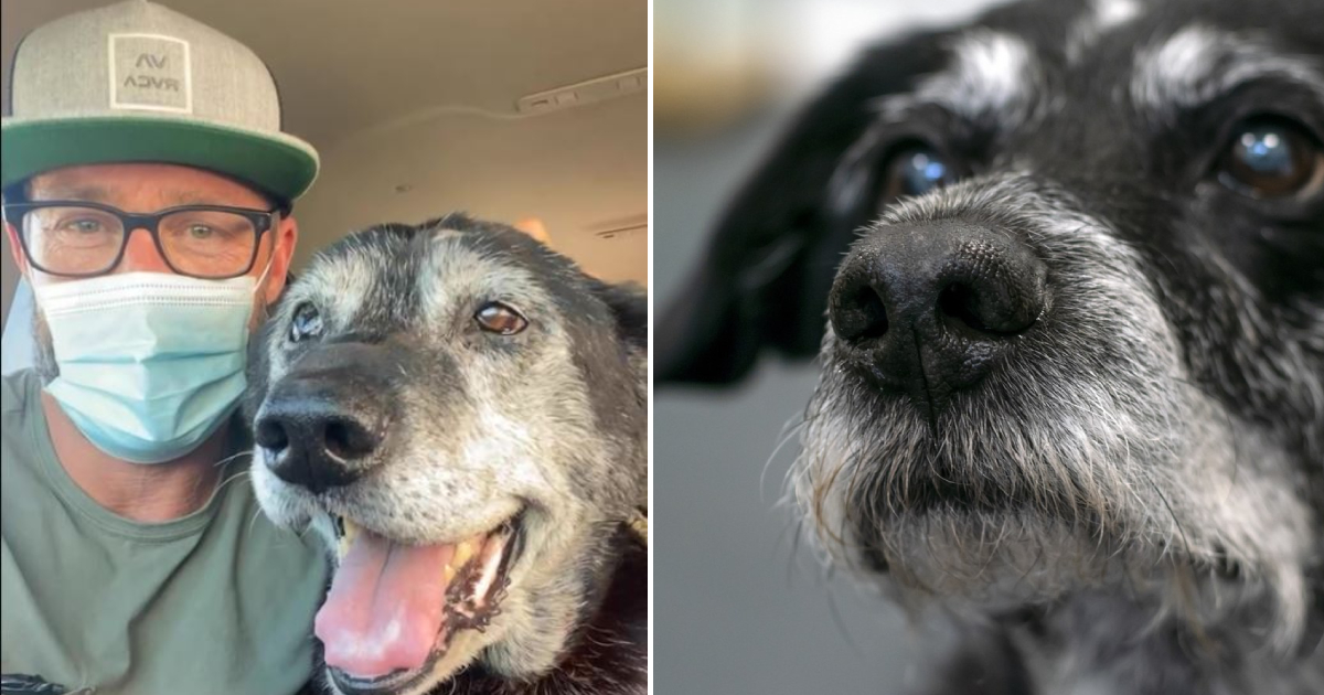 Rescuing an Old Dog from the Shelter to Prevent a Lonely Passing