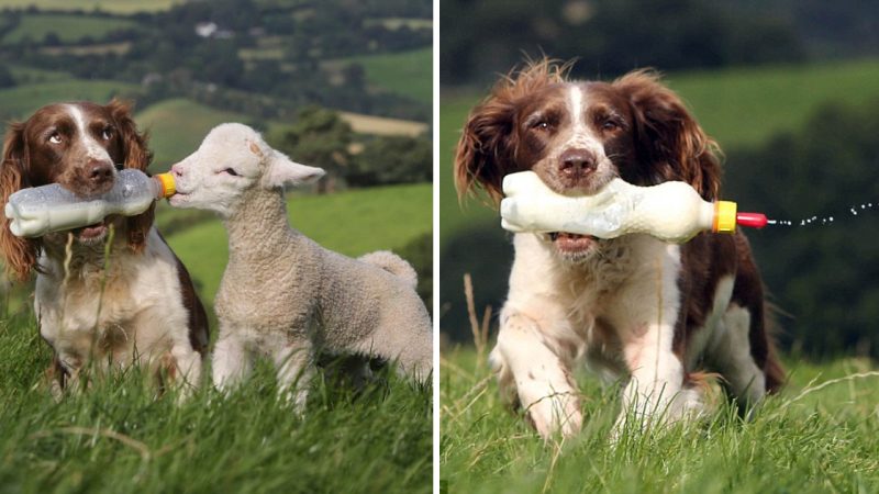 “Sheepdog Extraordinaire”! Meet Jess, the Springer Spaniel