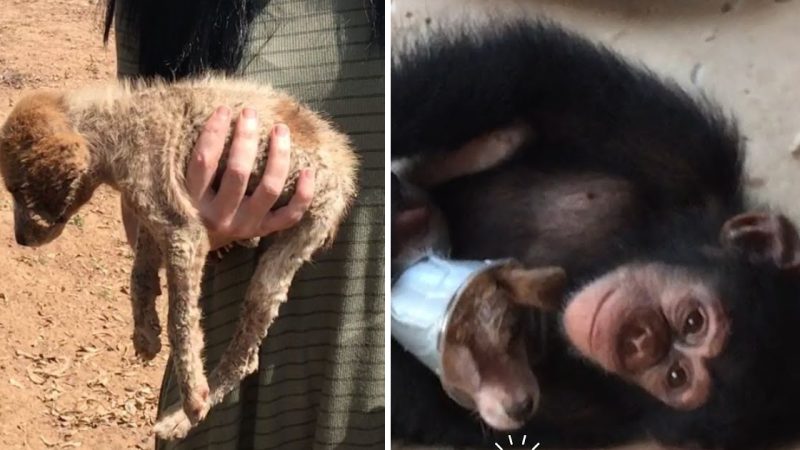 Sick Street Puppy Makes Remarkable Recovery with Chimpanzee Assistance