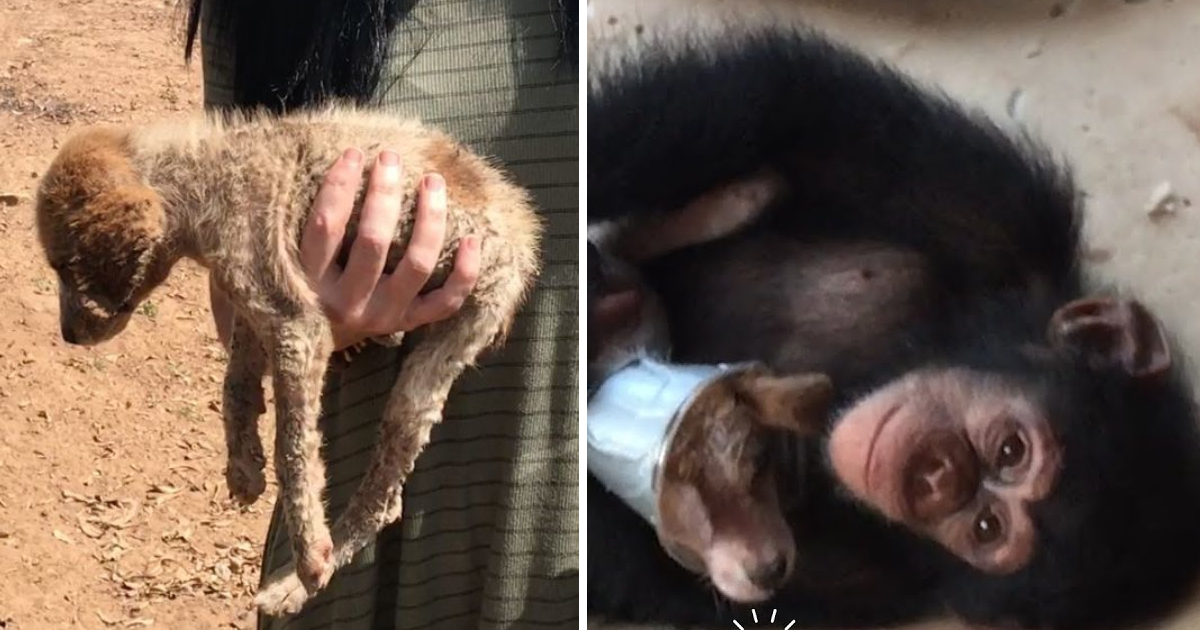 Sick Street Puppy Makes Remarkable Recovery with Chimpanzee Assistance
