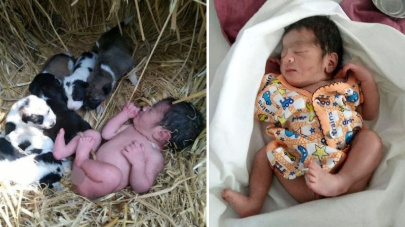 Stray Dog And Puppies Keep Abandoned Day-Old Baby Alive