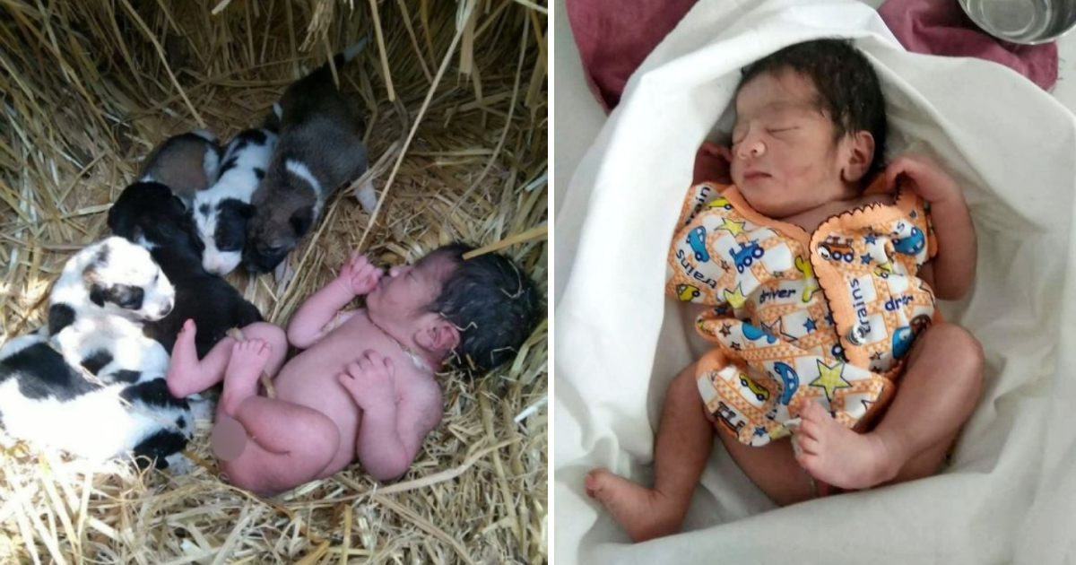 Stray Dog And Puppies Keep Abandoned Day-Old Baby Alive