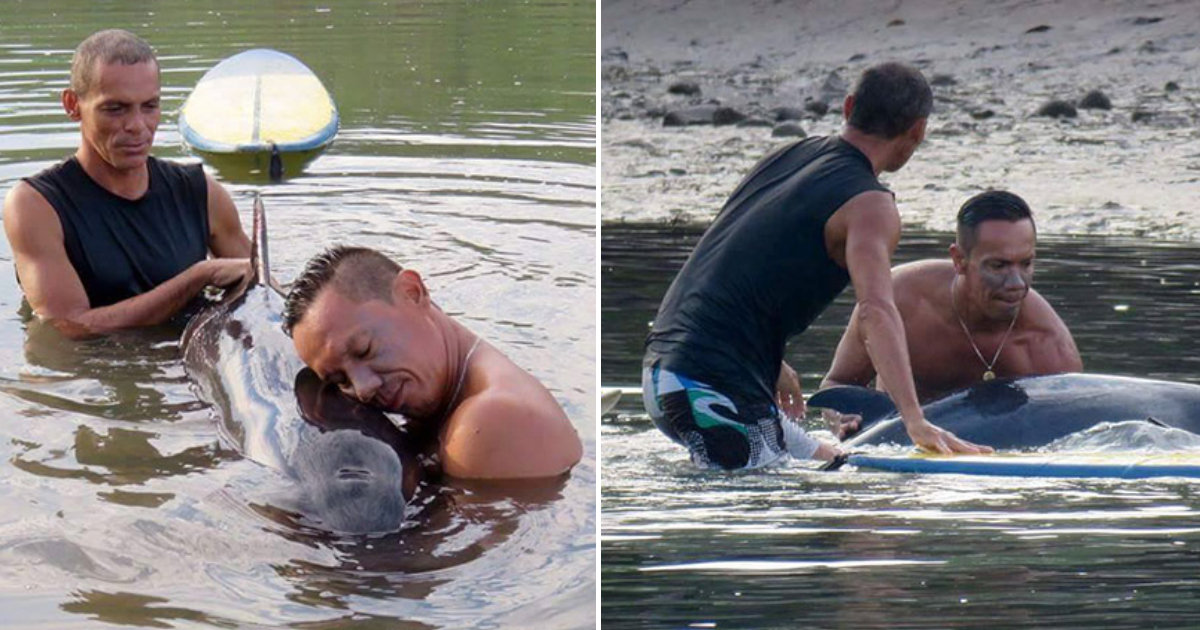 Surfers Respond to Desperate Cries of Baby Whale, Devote 6 Hours to Saving Her