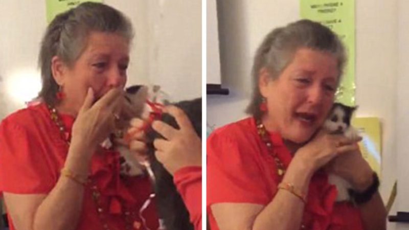 Teacher’s Beloved 16-Year-Old Cat Passes Away, Students Touch Her Heart with 2 Rescue Kittens