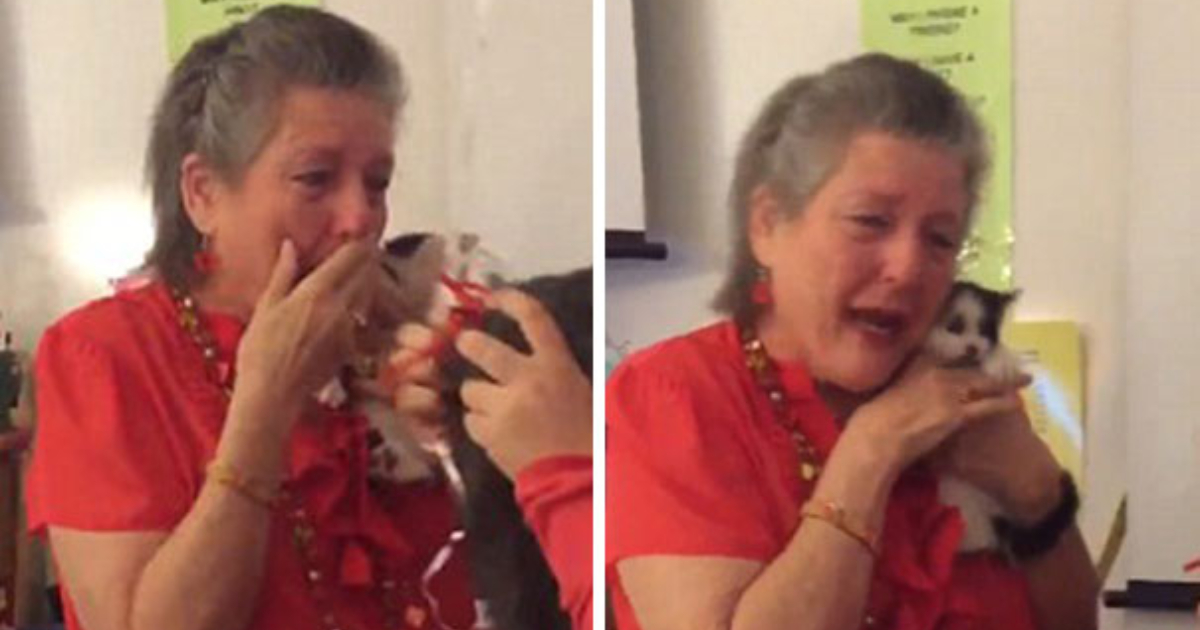 Teacher’s Beloved 16-Year-Old Cat Passes Away, Students Touch Her Heart with 2 Rescue Kittens