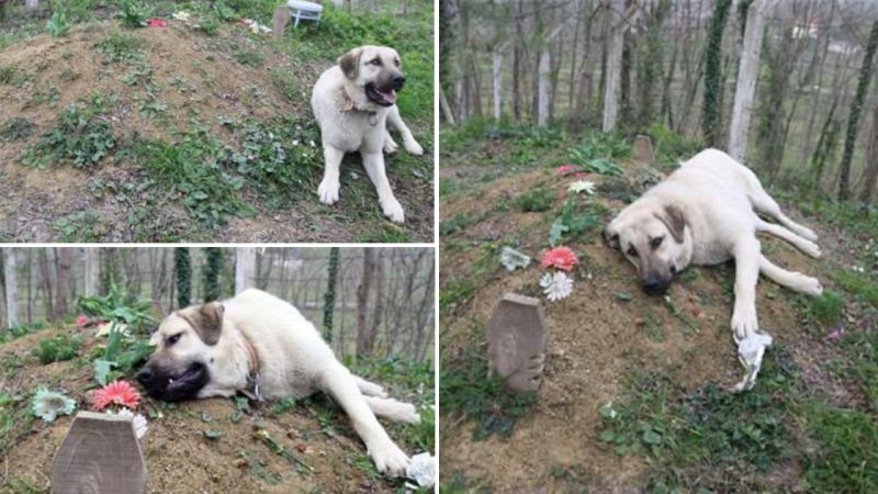 Tears Shed For Loyal Dog Lying Next To The Grave Of Its Deceased Owner