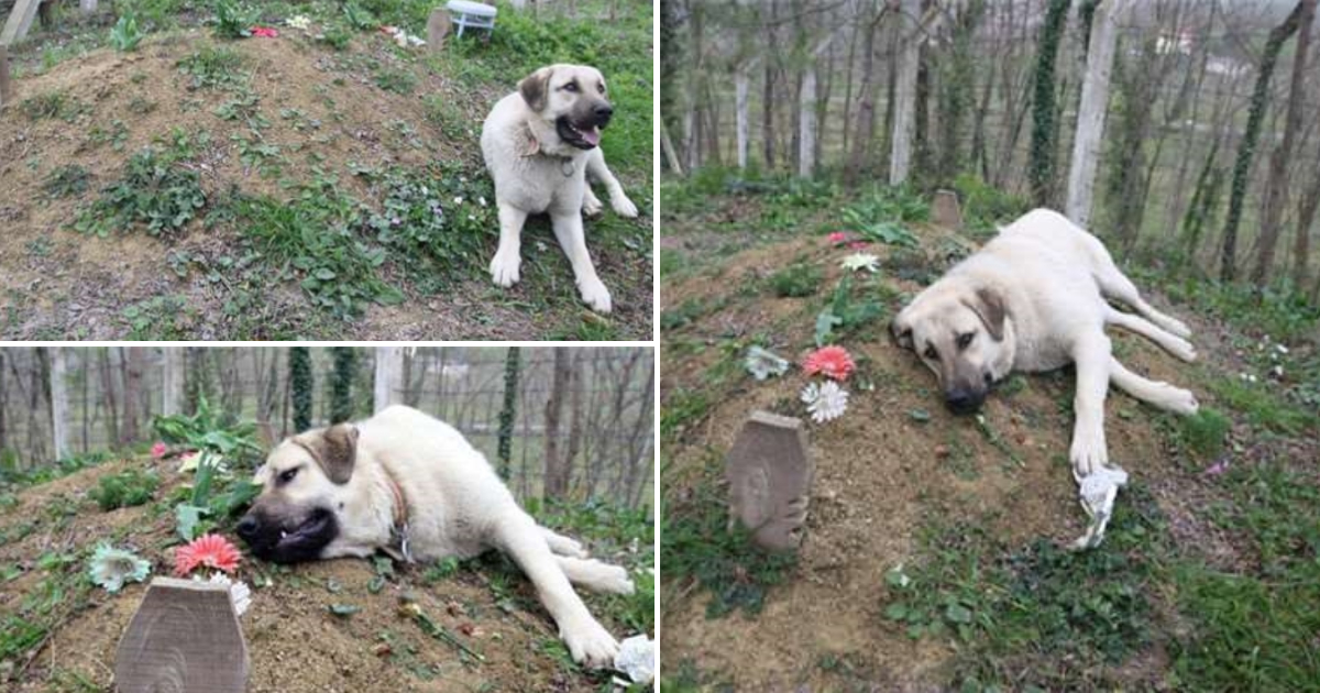 Tears Shed For Loyal Dog Lying Next To The Grave Of Its Deceased Owner