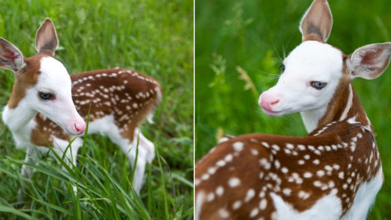 The Adorable Baby Deer, Likened To An “ANGEL In Everyday Life”