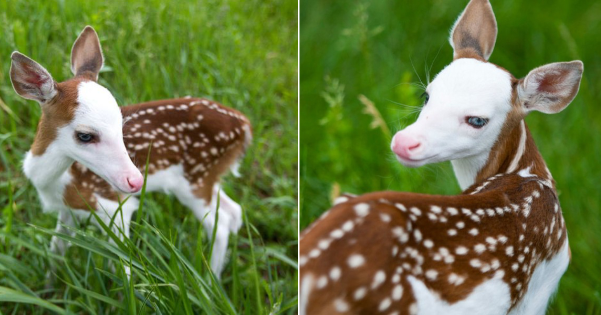 The Adorable Baby Deer, Likened To An “ANGEL In Everyday Life”