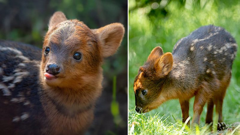 The Adorable Pudu: South America’s Smallest and Cutest Deer