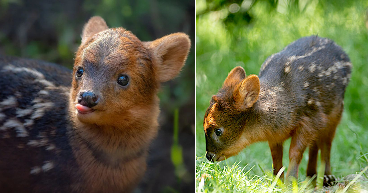 The Adorable Pudu: South America’s Smallest and Cutest Deer