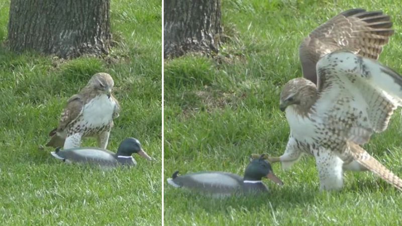 The Astonished Kite: A Surprising Lack of Fear from the Duck (VIDEO)