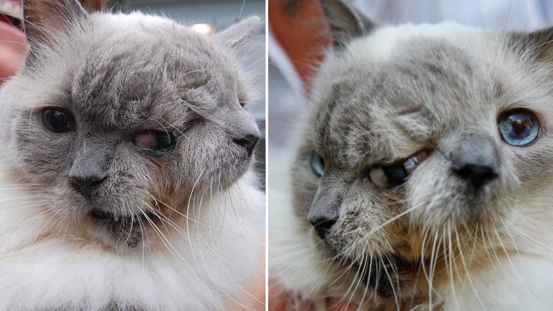 The Astonishing Tale of Frank and Louie: The Two-Faced Cat Defying All Odds (VIDEO)