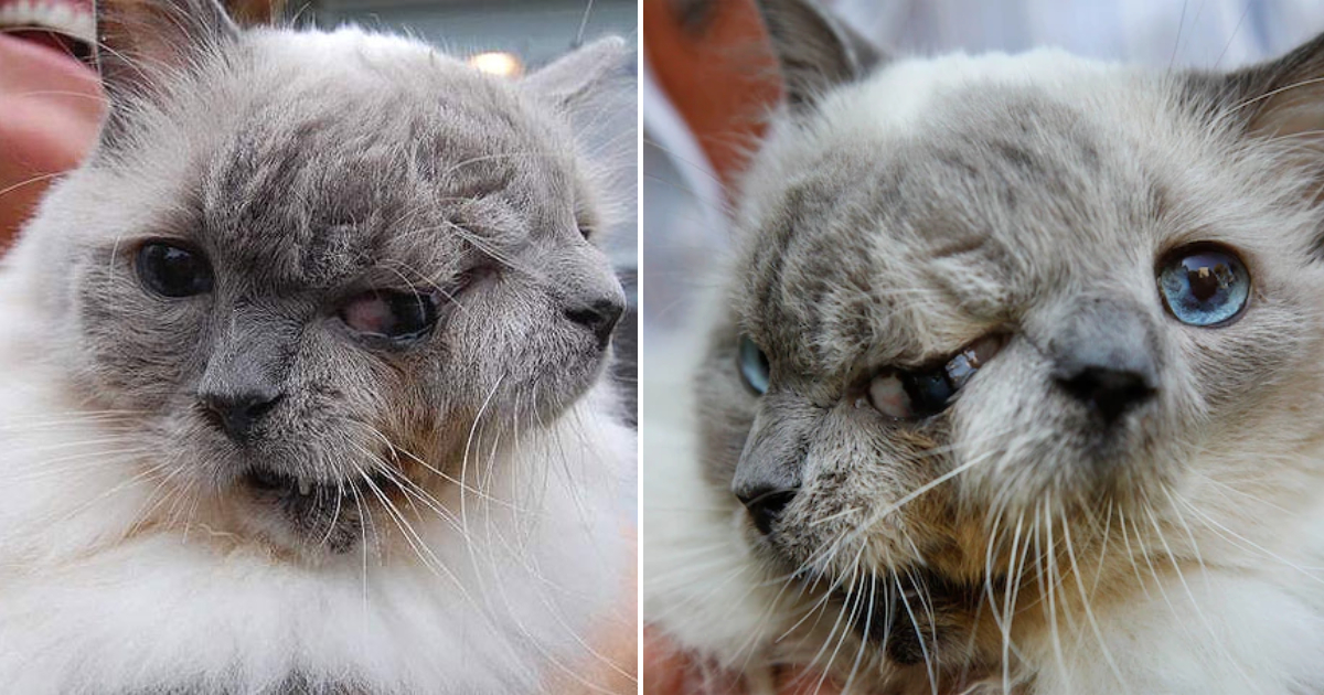 The Astonishing Tale of Frank and Louie: The Two-Faced Cat Defying All Odds (VIDEO)