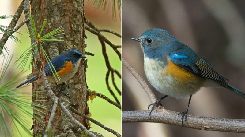 The Azure Tit – One of The Most Vibrant Birds of The Taiga